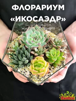 Флорариум с суккулентами «Икосаэдр» средний