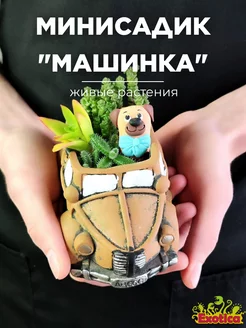 Минисад "Машинка" с суккулентами