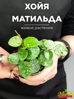 Хойя Матильда Сплэш (Hoya Mathilde splash) D6см