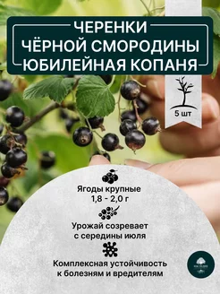 Черенки Черной Смородины Юбилейная Копаня