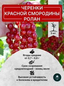 Черенки Красной Смородины Ролан