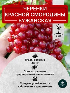 Черенки Красной Смородины Бужанская