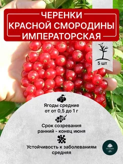 Черенки Красной Смородины Императорская