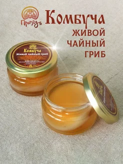 Чайный гриб живой комбуча