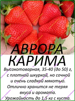 Аврора Карима клубника крупноплодная круглогодичная