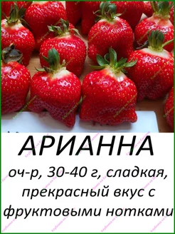 Клубника Арианна