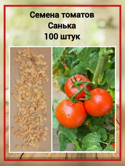 Семена Томат Санька 100 штук