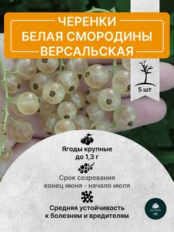 Черенки Белая Смородина Версальская