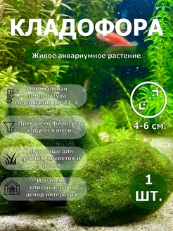 Кладофора шаровидная (Aegagropila linnaei) 3-6 см.- 1 шт