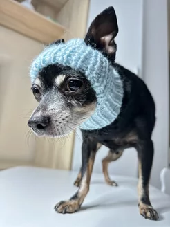 Шапка для собак